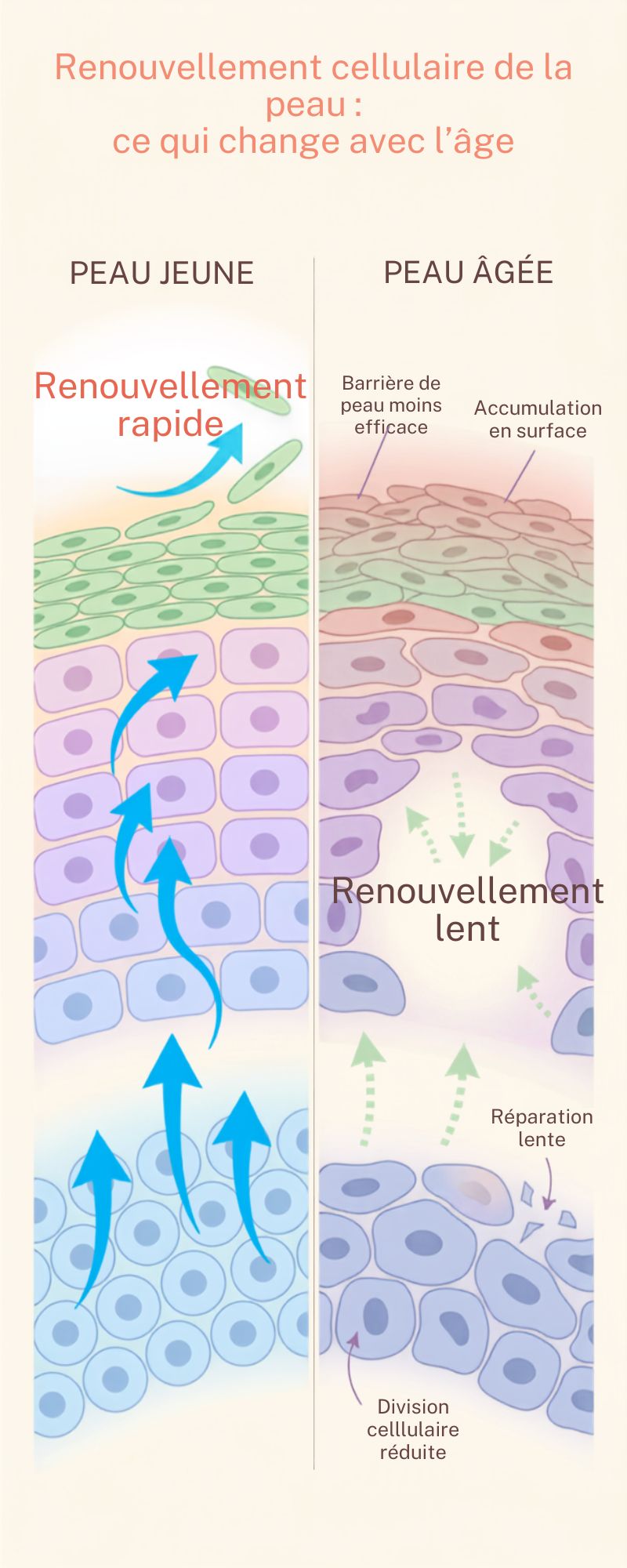 Le ralentissement du renouvellement cellulaire expliqué